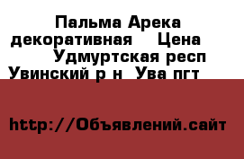 Пальма Арека декоративная. › Цена ­ 2 000 - Удмуртская респ., Увинский р-н, Ува пгт  »    